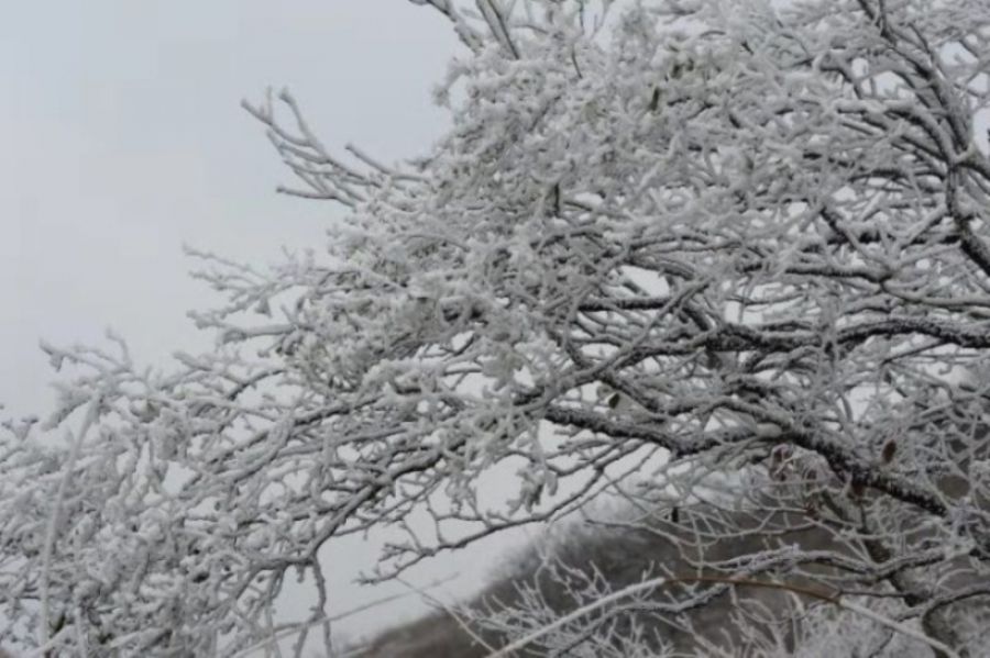       近日，气温下降，美丽的白云山景区呈现出奇特的雾凇景观。玉树琼枝美若仙境，让人流连忘返。放眼望去，道路两旁树木银装素裹，柳树结“银花”，松树绽“白菊”，雾凇千姿百态，如诗如画，玉树琼花，恍若仙境。 （记者 高琳琳）