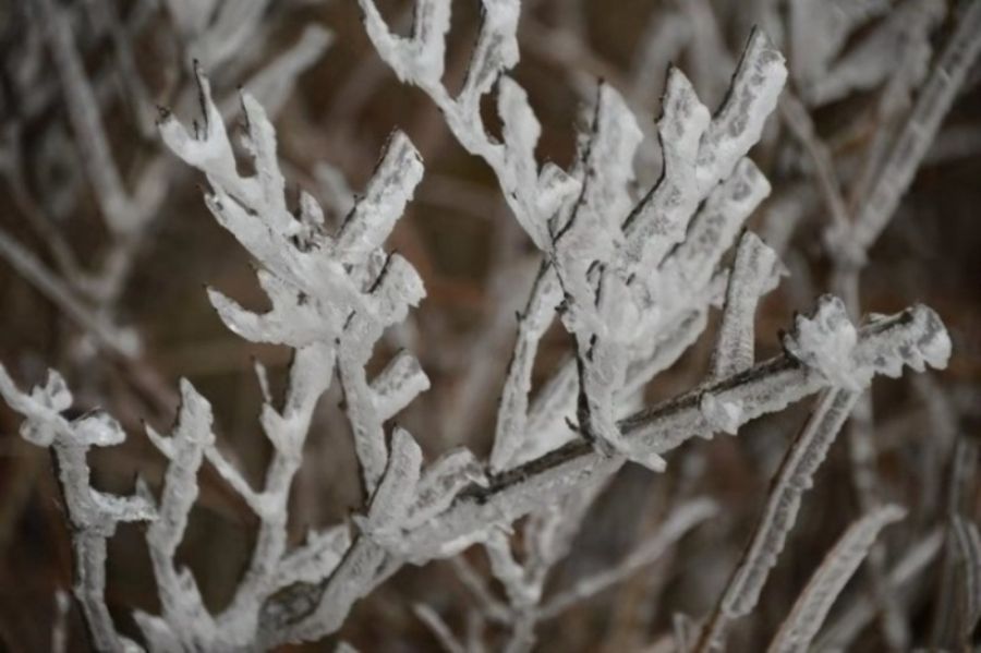       近日，气温下降，美丽的白云山景区呈现出奇特的雾凇景观。玉树琼枝美若仙境，让人流连忘返。放眼望去，道路两旁树木银装素裹，柳树结“银花”，松树绽“白菊”，雾凇千姿百态，如诗如画，玉树琼花，恍若仙境。 （记者 高琳琳）