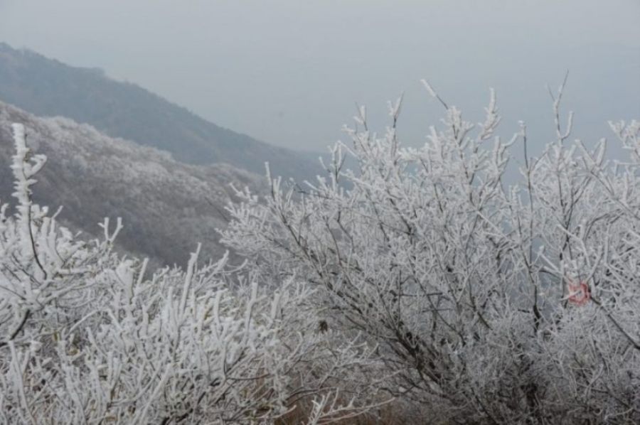       近日，气温下降，美丽的白云山景区呈现出奇特的雾凇景观。玉树琼枝美若仙境，让人流连忘返。放眼望去，道路两旁树木银装素裹，柳树结“银花”，松树绽“白菊”，雾凇千姿百态，如诗如画，玉树琼花，恍若仙境。 （记者 高琳琳）