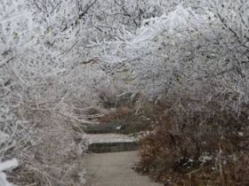       近日，气温下降，美丽的白云山景区呈现出奇特的雾凇景观。玉树琼枝美若仙境，让人流连忘返。放眼望去，道路两旁树木银装素裹，柳树结“银花”，松树绽“白菊”，雾凇千姿百态，如诗如画，玉树琼花，恍若仙境。 （记者 高琳琳）