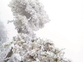       近日，气温下降，美丽的白云山景区呈现出奇特的雾凇景观。玉树琼枝美若仙境，让人流连忘返。放眼望去，道路两旁树木银装素裹，柳树结“银花”，松树绽“白菊”，雾凇千姿百态，如诗如画，玉树琼花，恍若仙境。 （记者 高琳琳）