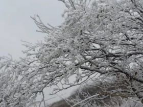       近日，气温下降，美丽的白云山景区呈现出奇特的雾凇景观。玉树琼枝美若仙境，让人流连忘返。放眼望去，道路两旁树木银装素裹，柳树结“银花”，松树绽“白菊”，雾凇千姿百态，如诗如画，玉树琼花，恍若仙境。 （记者 高琳琳）