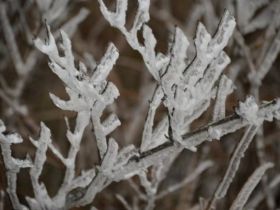       近日，气温下降，美丽的白云山景区呈现出奇特的雾凇景观。玉树琼枝美若仙境，让人流连忘返。放眼望去，道路两旁树木银装素裹，柳树结“银花”，松树绽“白菊”，雾凇千姿百态，如诗如画，玉树琼花，恍若仙境。 （记者 高琳琳）
