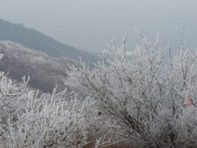       近日，气温下降，美丽的白云山景区呈现出奇特的雾凇景观。玉树琼枝美若仙境，让人流连忘返。放眼望去，道路两旁树木银装素裹，柳树结“银花”，松树绽“白菊”，雾凇千姿百态，如诗如画，玉树琼花，恍若仙境。 （记者 高琳琳）