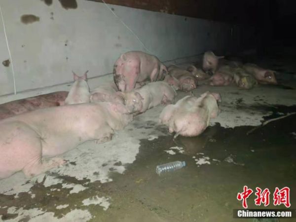 资料图：被转移出来的猪。 <a target='_blank' href='http://www.chinanews.com/' >中新网</a> 郎朗 摄