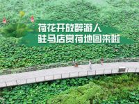 荷花开放醉游人 驻马店赏荷地图来了