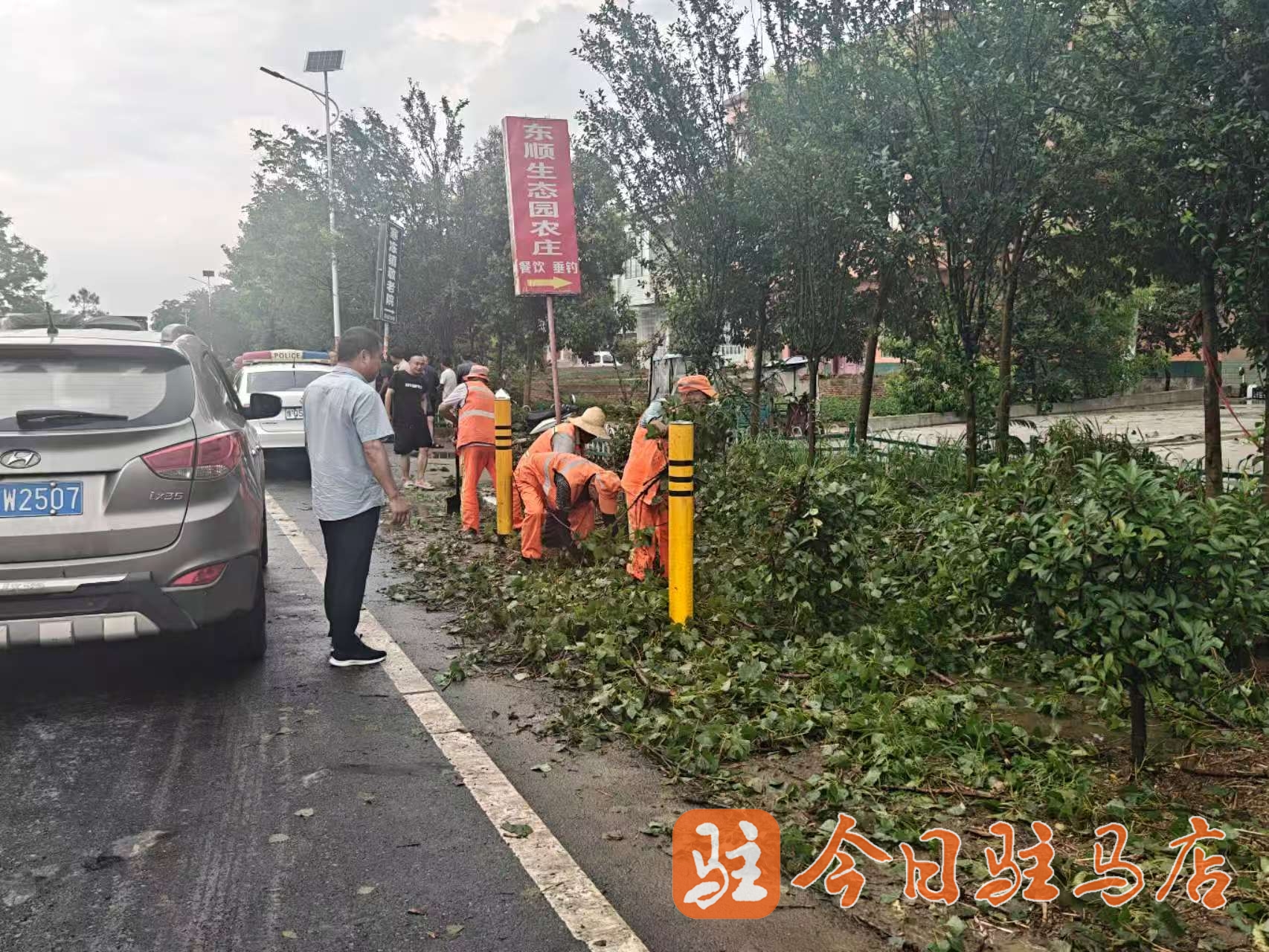 路树倒伏，正阳公路人迅速处置保畅通 驻马店网——驻马店新闻网——驻马店唯一重点综合新闻网站 