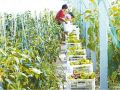 蔬菜喜获丰收  