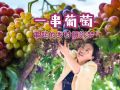 一颗葡萄串起的乡村振兴梦 