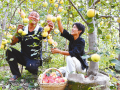 天中苹果 香飘中原