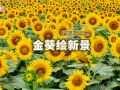 老王坡陶庄：金葵绘新景