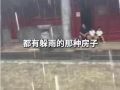 多名游客还原“风雨少林”：僧人主动邀请进殿躲雨