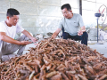 紫穗搖金風 夏枯蘊生機——夏枯草從田間青蕪到藥業金谷的蝶變之路