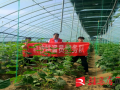确山县科技特派员下乡开展植物病虫测报工作