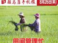 8月26日早报