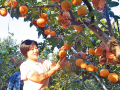 梨園豐收助農(nóng)富