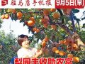 9月5日早報