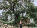 戴莊千年麻櫟樹：9月拾“貴子”，聽古樹傳奇