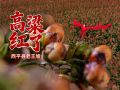 西平县老王坡：高粱红了