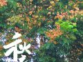 栾树知秋​——驻马店街头的秋日盛景