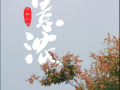 栾树知秋​——驻马店街头的秋日盛景