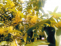 桂花盛开香满城