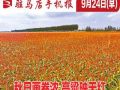 9月24日早报