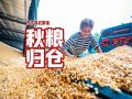 西平县权寨镇：秋粮归仓 
