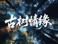 文脉华章 | 微视频《古树情缘》
