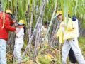 田园课堂 点亮秋日童心