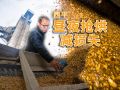 西平：昼夜抢烘减损失