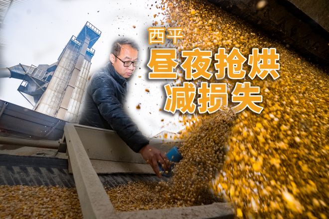 西平：昼夜抢烘减损失