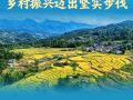 学习新语｜总书记引领推动乡村振兴迈出坚实步伐