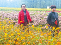 菊花绽放引客来 魏庄村“天边花海”开园 