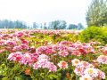 菊花綻放引客來 魏莊村“天邊花海”開園 