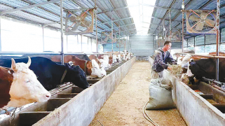 秸秆变“金料” 养殖促增收