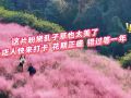 这片粉黛乱子草也太美了！驻马店人快来打卡，花期正盛，错过等一年