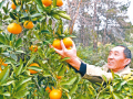 金橘滿枝 笑語盈園
