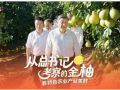 经纬线·从总书记考察的金柚，看特色农业产业集群