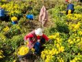 老王坡：“金色海洋”采菊