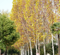 初冬金顶山：红叶染层林 漫山披盛装