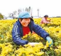 菊绽重阳地 岁丰富农家