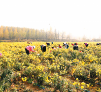 銅山鄉：“菊海”繪就鄉村振興新圖景