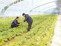 越冬蔬菜管護(hù)忙