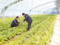 越冬蔬菜管護(hù)忙