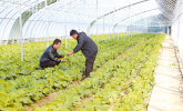 越冬蔬菜管護(hù)忙