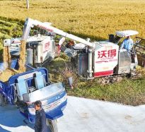 晚稻收獲季 田間好“豐”景