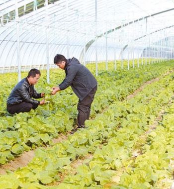 越冬蔬菜管護(hù)忙