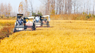 王集村：走出乡村振兴新“稻”路  