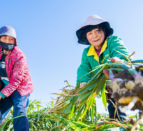 西平：姜丰收 促振兴